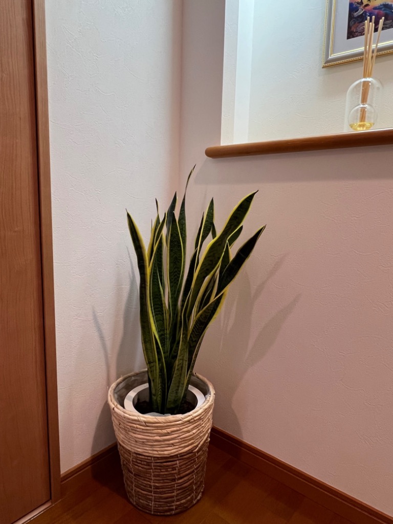 観葉植物 本物 サンスベリア・ローレンティー 7号鉢 鉢カバー