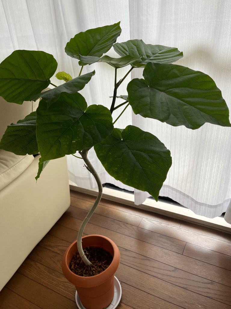 観葉植物 本物 フィカス・ウンベラータ 曲がり樹形 7号鉢 鉢