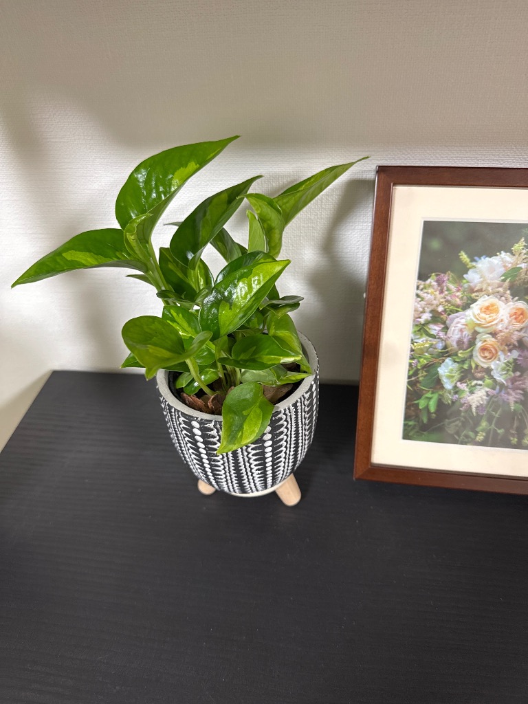 まとめ買い割引クーポン配布中】ミニ 観葉植物 本物 種類 選べる