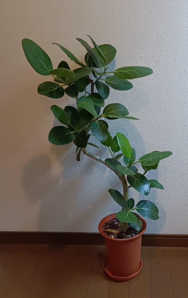 観葉植物 本物 フィカス・ベンガレンシス 6号鉢 ベンガル
