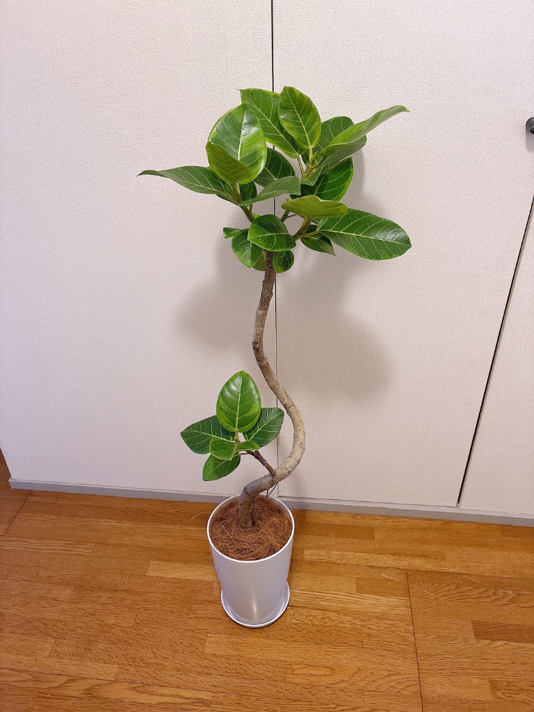 【現品】フィカス・アルテシーマ　6号　曲がり　黒鉢　（11） フィカス・アルテシマ6号の通販 | 観葉植物通販AONOKI（あおのき）