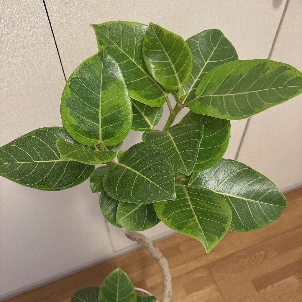 観葉植物 本物 フィカス・アルテシーマ・バリエガタ 曲がり樹形