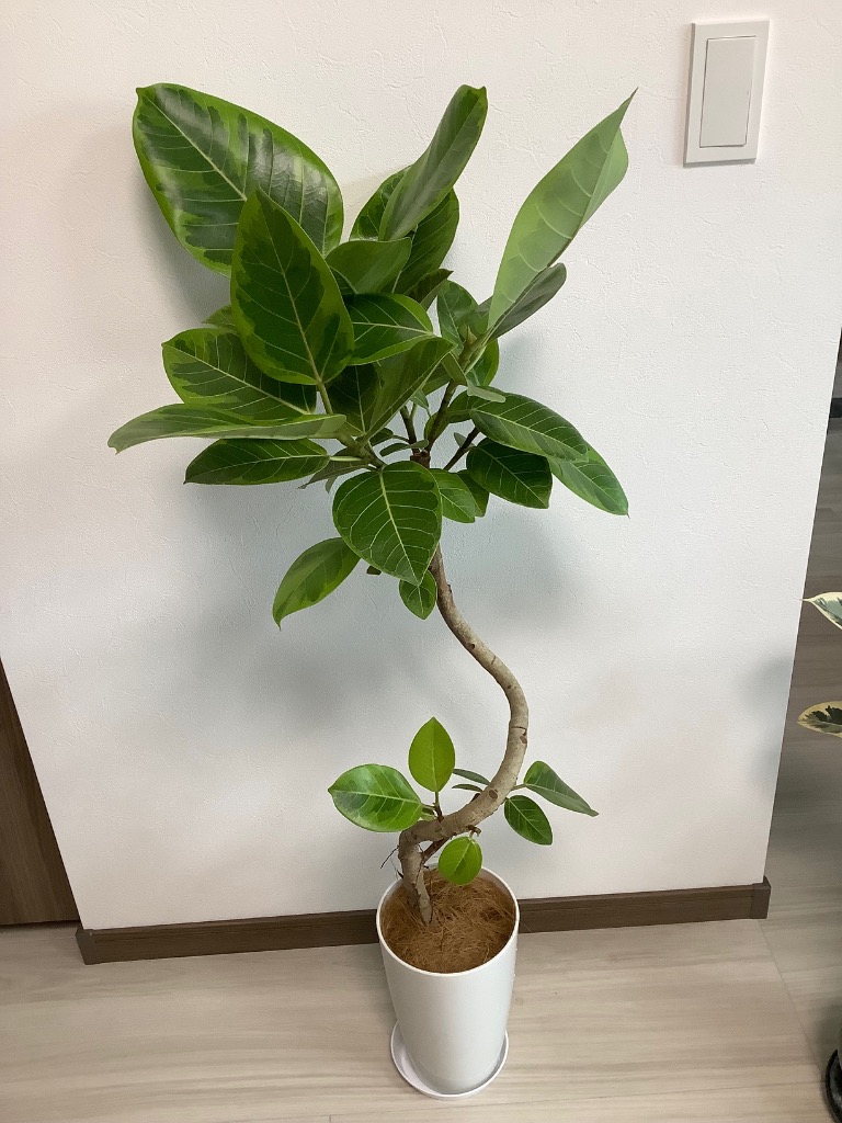 観葉植物 本物 フィカス・アルテシーマ・バリエガタ 曲がり樹形