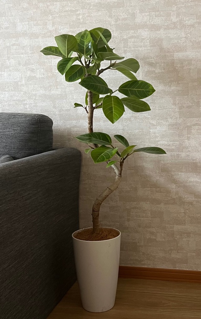 観葉植物 本物 フィカス・アルテシーマ・バリエガタ 曲がり樹形