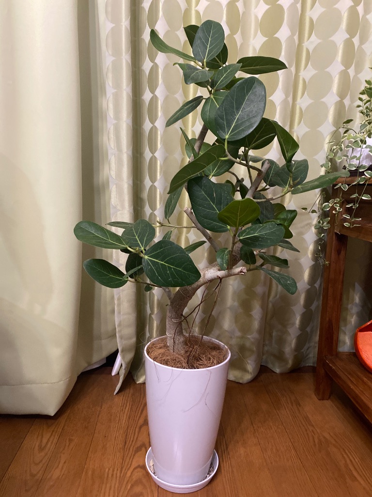 観葉植物 本物 ベンガルボダイジュ（フィカス・ベンガレンシス