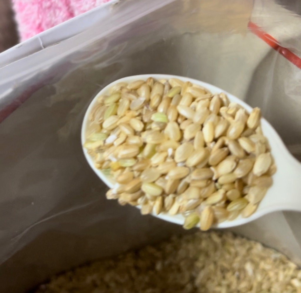 青米(くず米) 800g 国産 : サイトウーコーポレーション - 通販