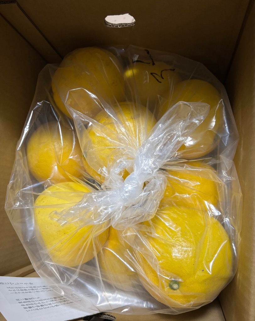 マヌル　高知特産　 土佐文旦　超大玉サイズ約20kg 土佐文旦 | 贈答用厳選大玉サイズ - 高知お取り寄せ・贈り物