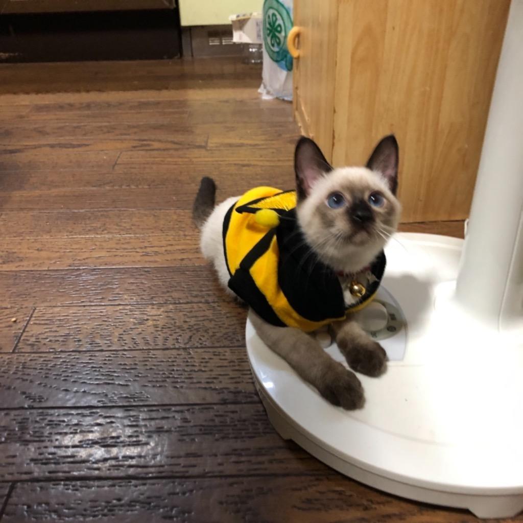 猫服 猫用コスプレ 蜂の猫服 キャットウェア 猫用の服 :00044:キャッツワールド - 通販 - Yahoo!ショッピング