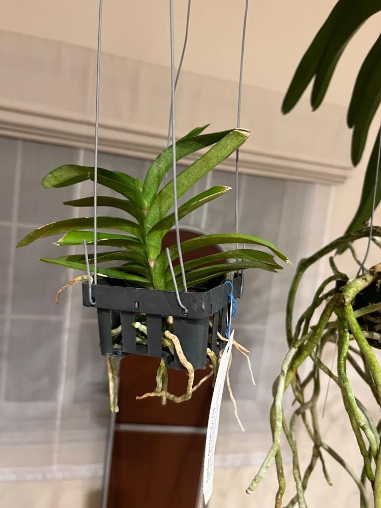 超美麗・激レア！】HOPLIA COERULEA メタリックブルーの