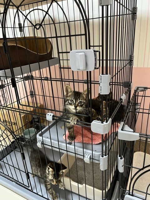 ネコ　603030ブラックカラーケージ ファニチャースタイルケージ 3段 PFSC-603 猫用 おしゃれ P294762