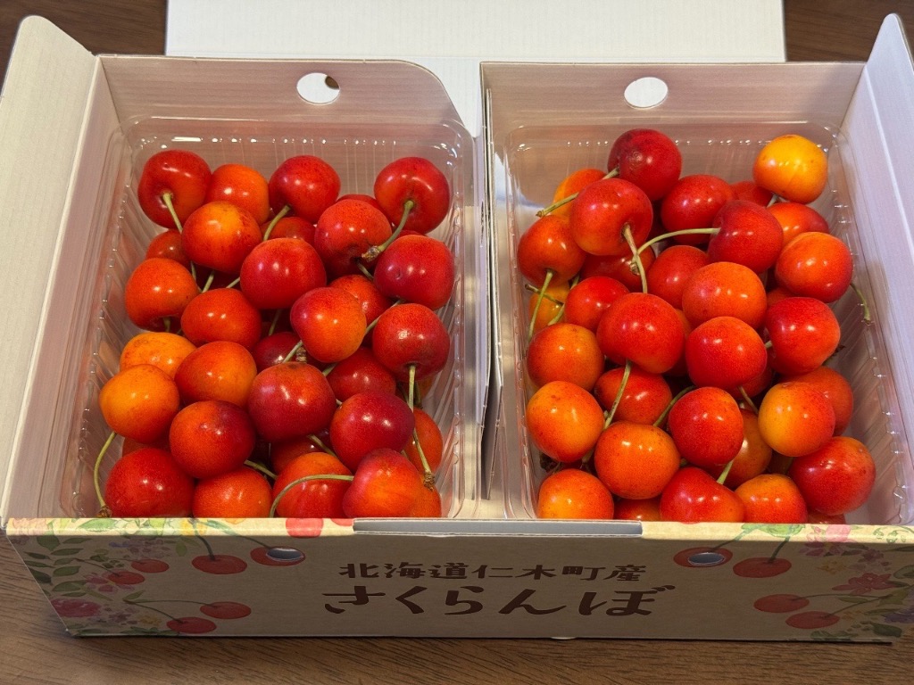 北海道から産地直送 JA新おたる 仁木町のさくらんぼ（紅秀峰