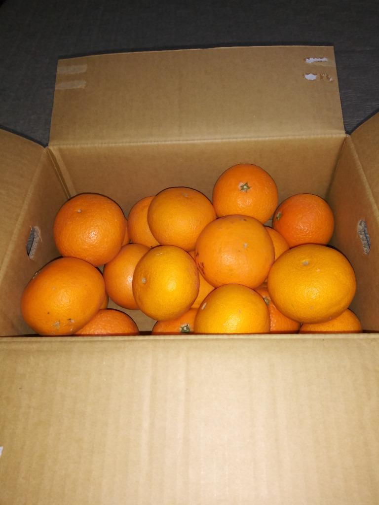 清見オレンジ 20kg 家庭用、9 清見オレンジ 20kg 家庭用、9 果物