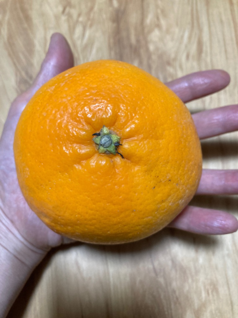 Amazon.co.jp: みかん にじゅうまる 優品 4L～Lサイズ 2.5kg JA