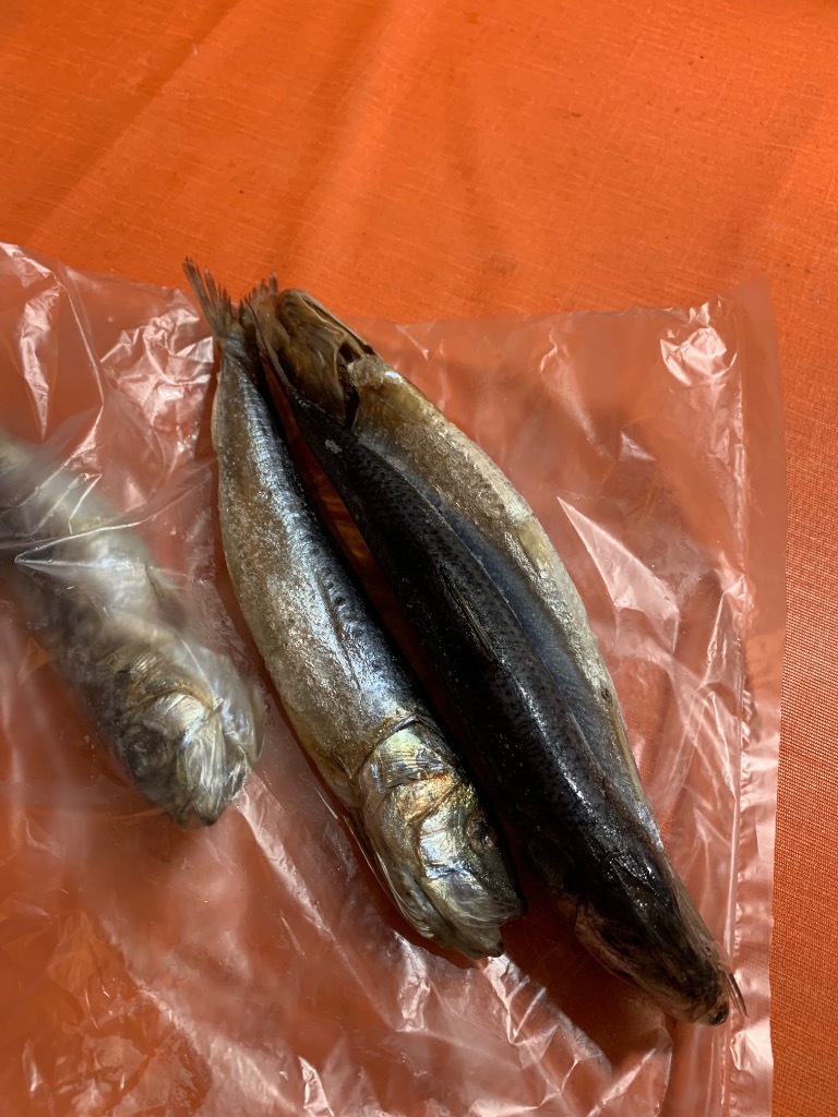 北海道より直送 北海道産 超特大いわし丸干し 巨大キングサイズ