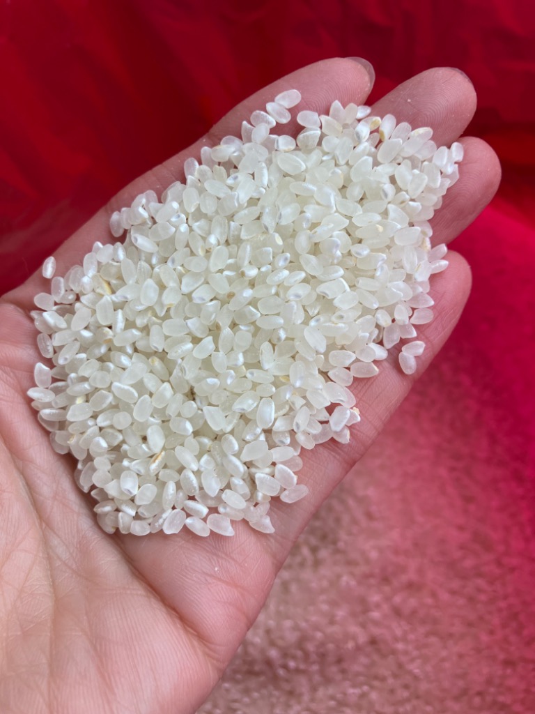 限定入荷 令和6年産 コシヒカリ玄米30kg 一等米 特別栽培米