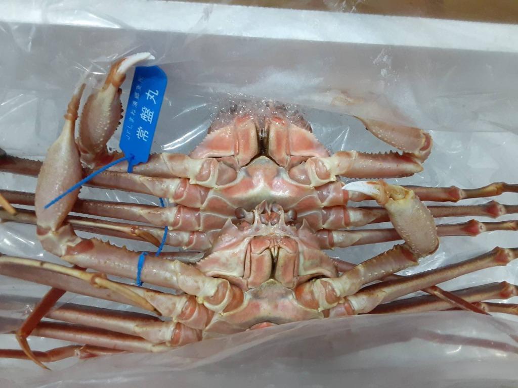 活きている松葉がに 松葉ガニ かに 活 松葉蟹 まつば 750g 2匹 2 4人前 タグ付 送料無料 Katsu Matsuba 750w 日本海 鮮魚とカニの店 三光水産 通販 Yahoo ショッピング