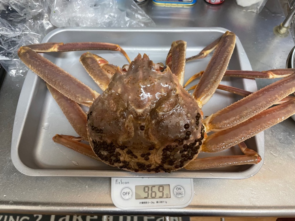 ころころ足1本落ち活け若松葉ガニ【特大サイズ】 468：【境港厳選】活松葉ガニ1杯700g前後(ブランドタグ付き)