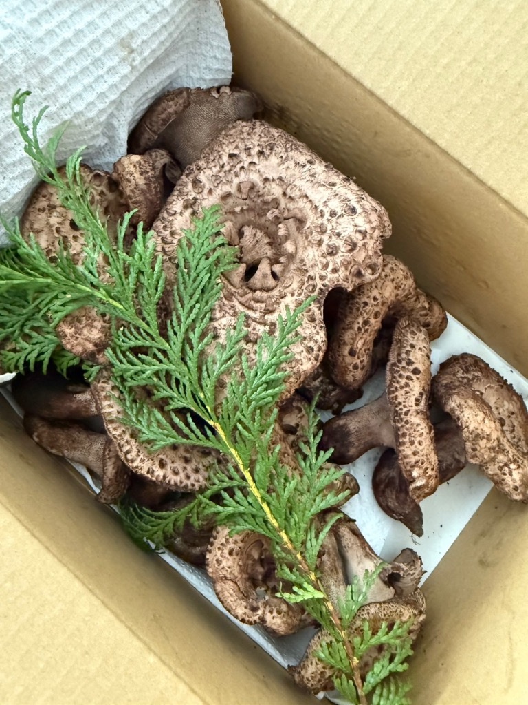 確認用】岩手雫石町産 天然 香茸 バクロ シシタケ 500g〜1kg 確認用