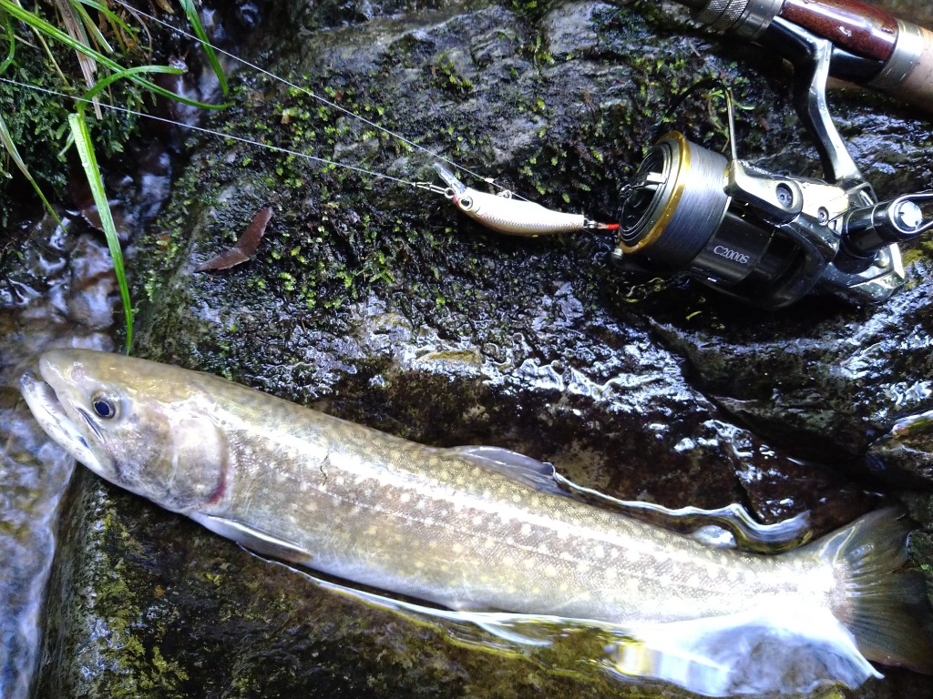 ザウルス　スーパー　シンキング　10本別カラー ザウルス：渓流用シンキングミノー『CD-rex スーパーシンキング