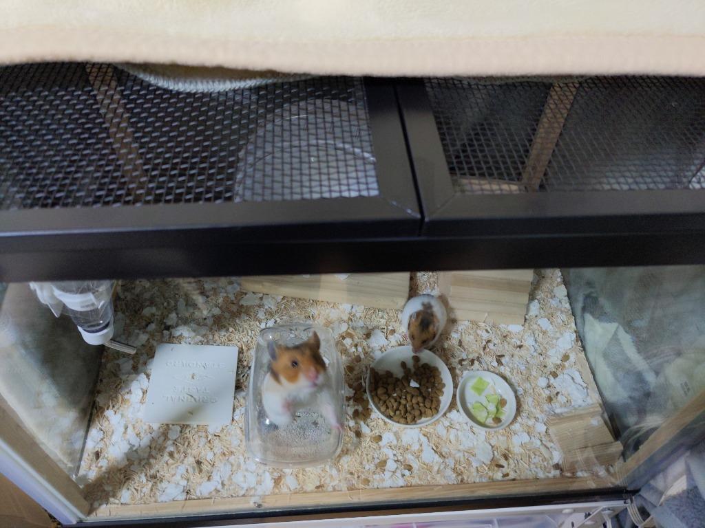 J】 スドー ハープクラフト ハープネット45 爬虫類両生類ケージ