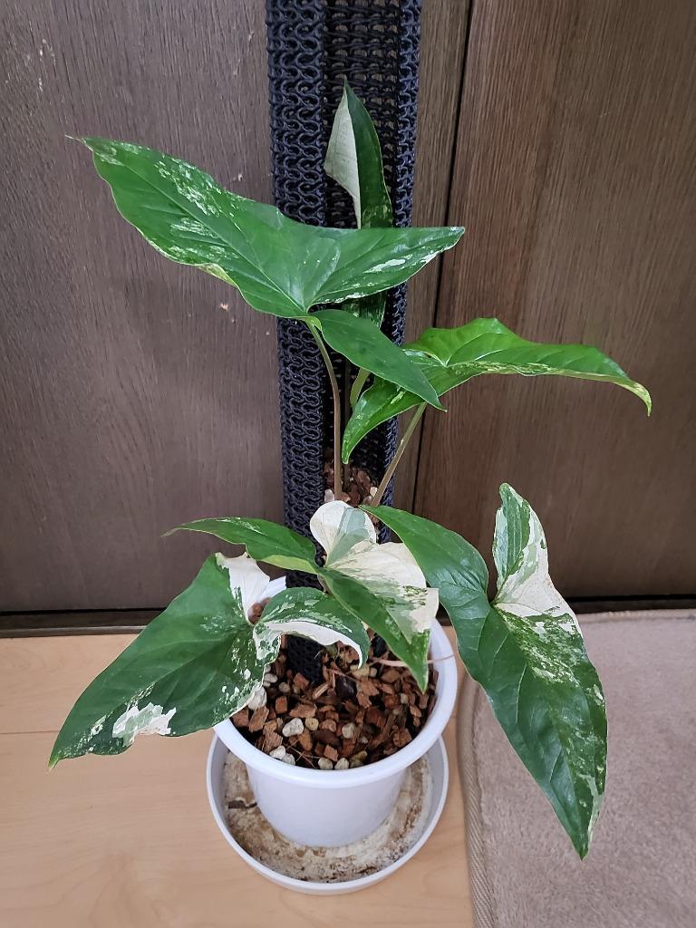 Syngonium podophyllum Variegata/シンゴニウム ポドフィラム 斑入り【観葉植物】輸入株 : spv01 :  サイエンスファーム - 通販 - Yahoo!ショッピング