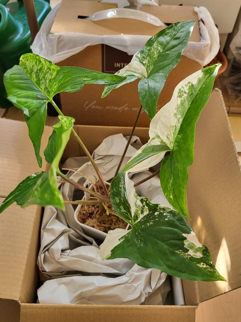 Syngonium podophyllum Variegata/シンゴニウム ポドフィラム 斑入り【観葉植物】輸入株 : spv01 :  サイエンスファーム - 通販 - Yahoo!ショッピング