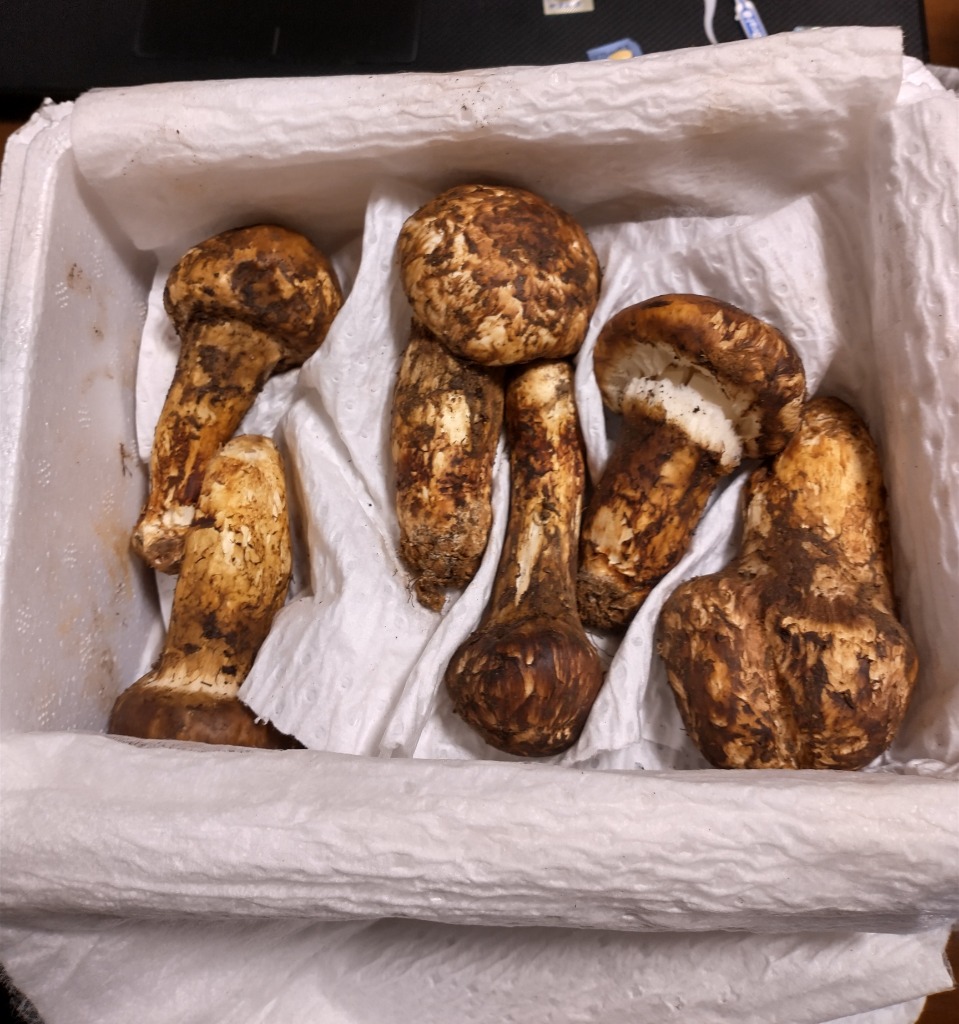 生松茸 訳あり 約500g＜開き方・大きさおまかせ＞空輸 中国産