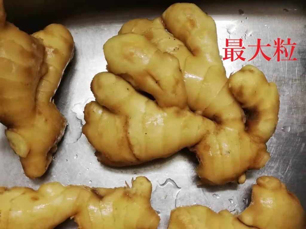 3日以内発送】黄金生姜 特選 5kg/箱 Lサイズ バラ 中国産 食用 近江生姜(黄色) 生姜原体 しょうが 辛みが強く 新鮮食材【業務用大量販売】【 日時指定可】 :syoga01:四季の広場 Yahoo!店 - 通販 - Yahoo!ショッピング