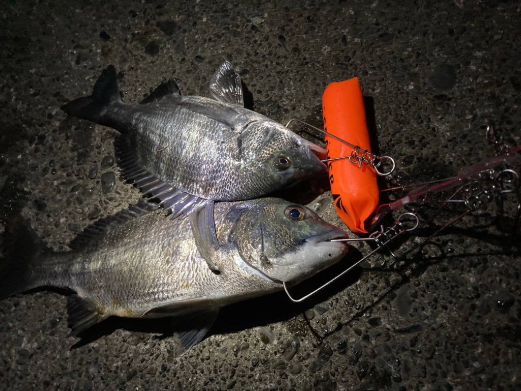 ストリンガー 釣り フロート 大物 魚 青物 シーバス 石鯛 アカメ