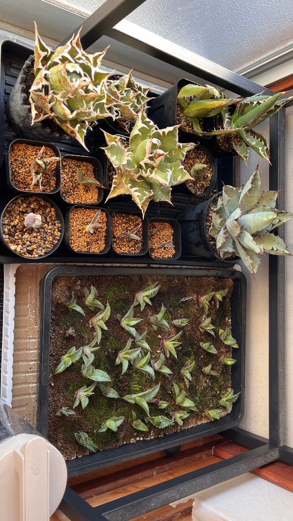 アガベの種子 オテロイ Agave oteroi : SEEDSTOCK ヤフーショップ