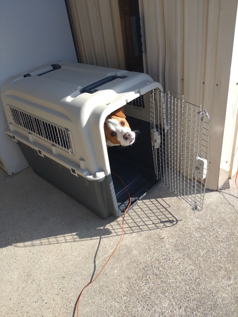 m*i様 【PERRO正規品】ヘッドスパ対応型 ☆オークションに変更☆ Yahoo!オークション -「ヘッドマッサージ」の落札相場・落札価格