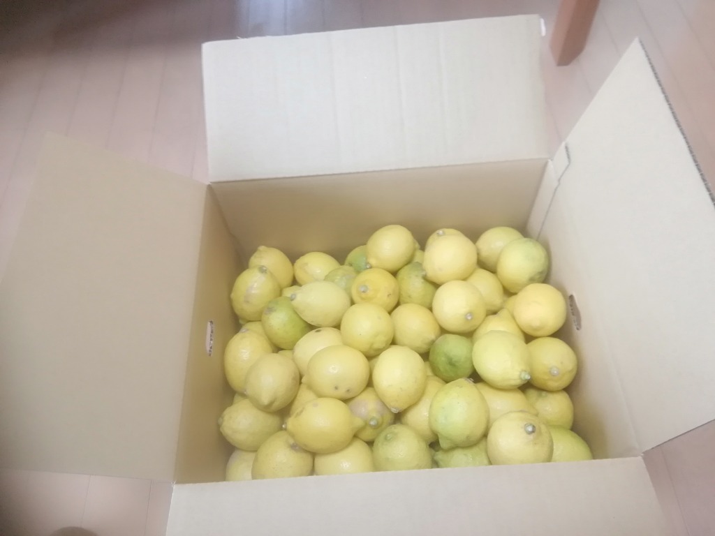 国産 訳あり レモン 10kg 愛媛県産 ワックス・防腐剤不使用