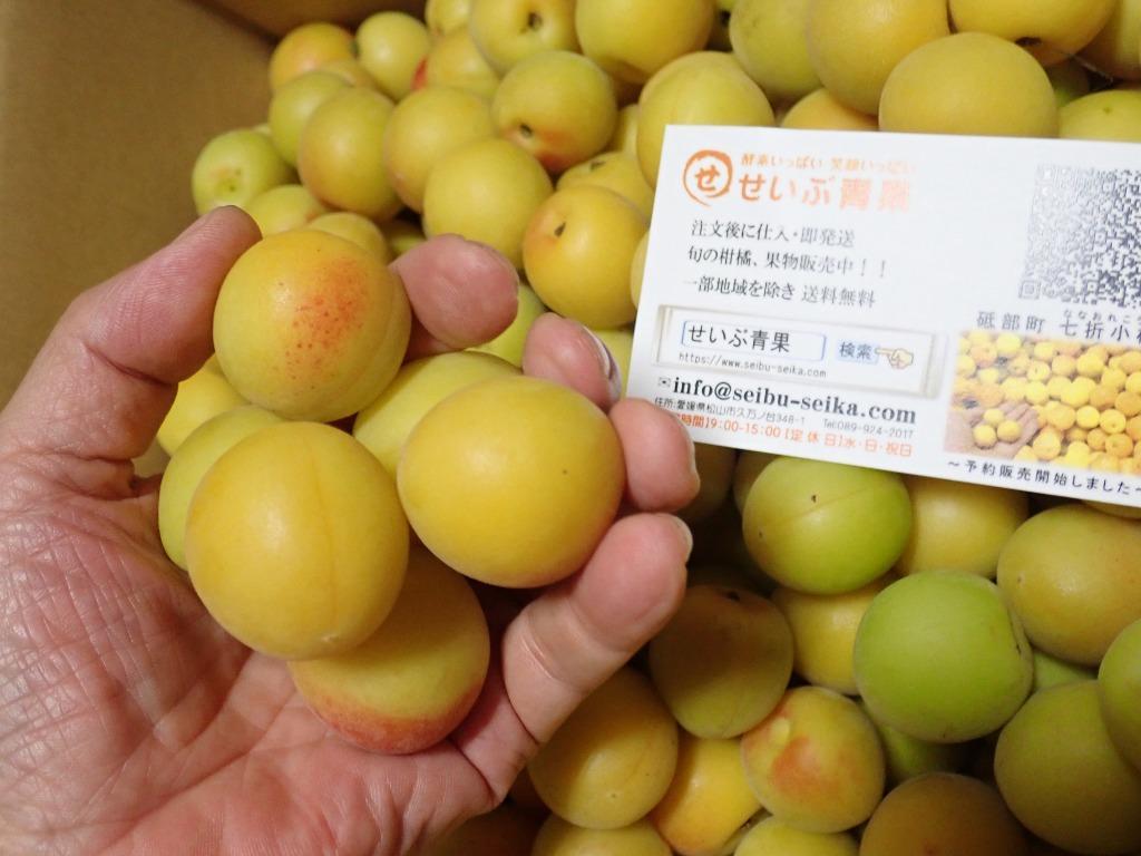 配送日指定不可 愛媛県産 七折小梅 約4kg 生梅 5月末〜6月上旬