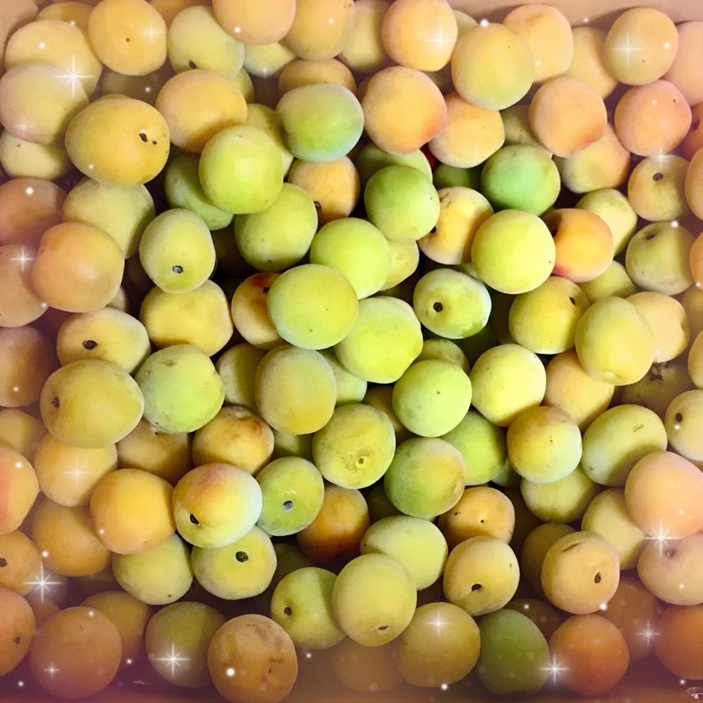 朝摘み本場紀州南高梅！10kg 良品！ 梅 紀州南高梅【熟梅】 10kg 和歌山産 冷蔵便 送料無料 食品