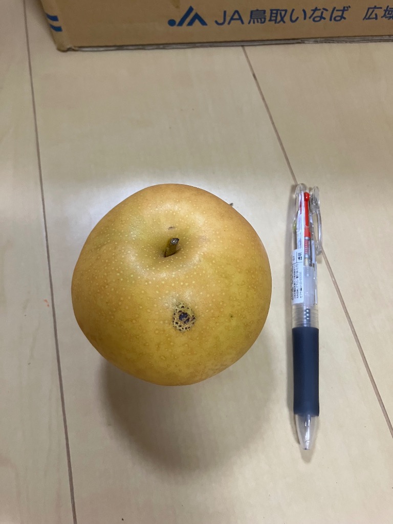 梨 10kg 新甘泉梨 鳥取産 ご家庭用 送料無料 食品 : 食みらい