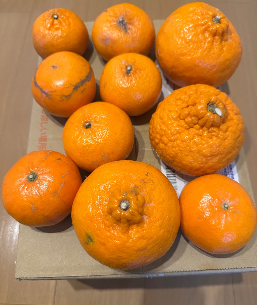 みかん 5kg 大分産 麗紅 れいこう 柑橘 蜜柑 果物 フルーツ 送料