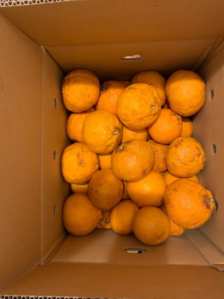 はるみ　不知火　2種10kg 不知火 みかん 10kg 大分産 不知火オレンジ 送料無料 デコポン