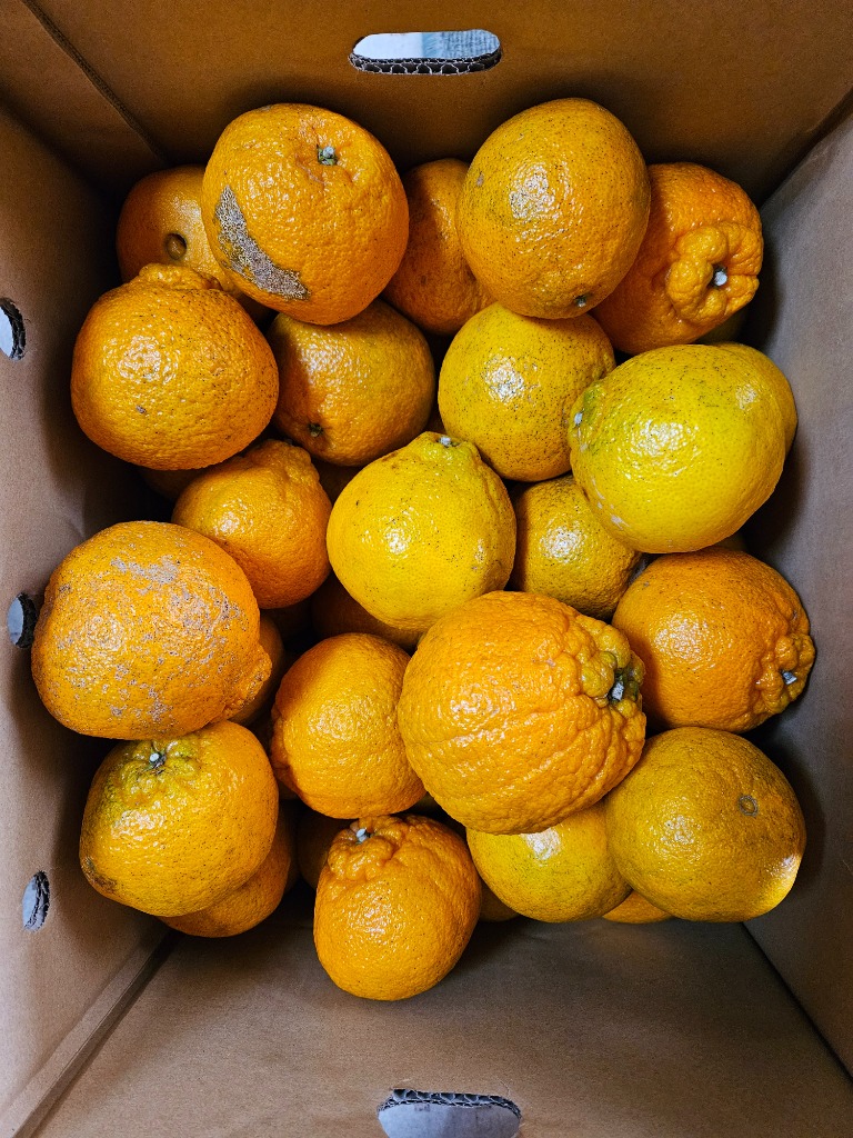 みかん 10kg 不知火オレンジ 熊本産 お買得 不知火 オレンジ