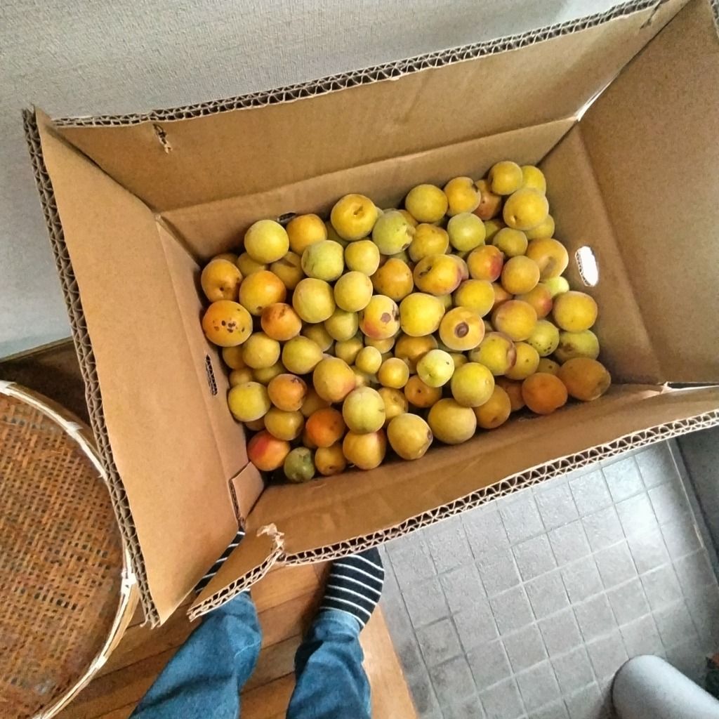 梅 10kg 紀南の南高梅 熟梅 和歌山産 ご家庭用 うめ 常温便 送料無料
