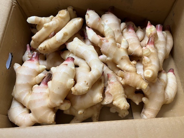 和歌山産 新しょうが 4kg 送料無料 冷蔵便 食品 : 食みらい・国
