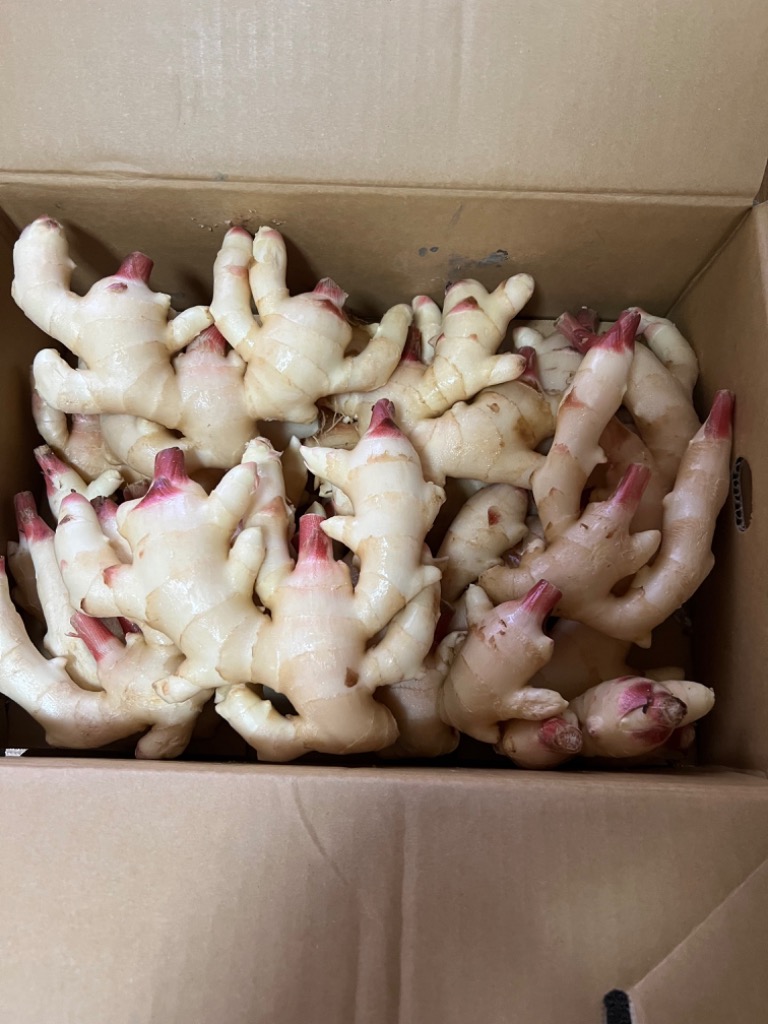 しょうが 和歌山産 新しょうが 8kg （4kg×2箱） 冷蔵便 送料無料