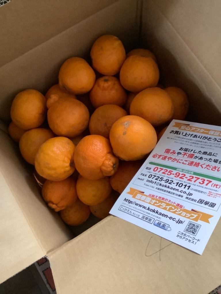 みかん 10kg 不知火オレンジ 熊本産 ご家庭用 送料無料 食品