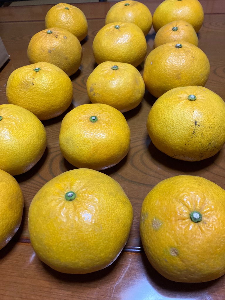 みかん 熊本産 ご家庭用 甘夏 10kg あまなつ 柑橘 蜜柑 フルーツ