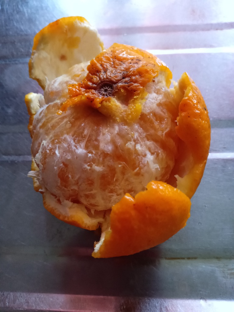 楽天市場】10kg 送料無料 甘夏 無農薬の通販