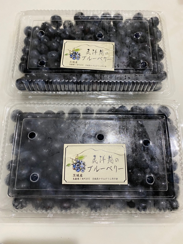安心安全。ブルーベリー3キログラム、朝摘み午後発送 予約商品】朝摘みブルーベリー(栽培期間中農薬・化学肥料不使用