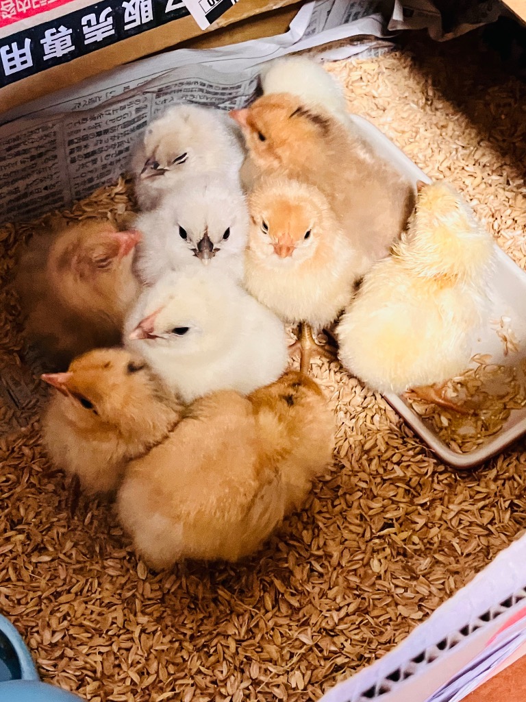 ひよこ 餌 ニッパイ バーディー ヒヨコフード 1kg×3袋セット 鳥 鶏