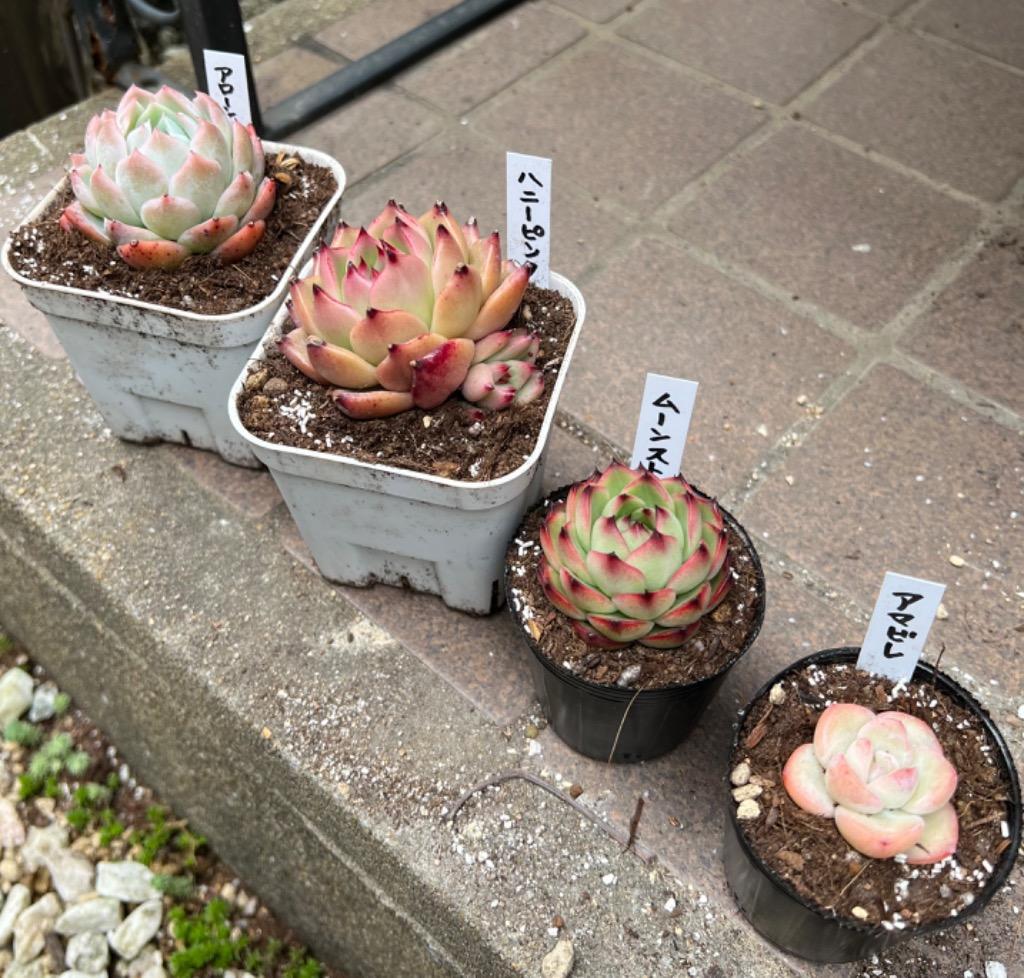 多肉植物 韓国苗10個セット 届いてからのお楽しみ韓国苗福袋