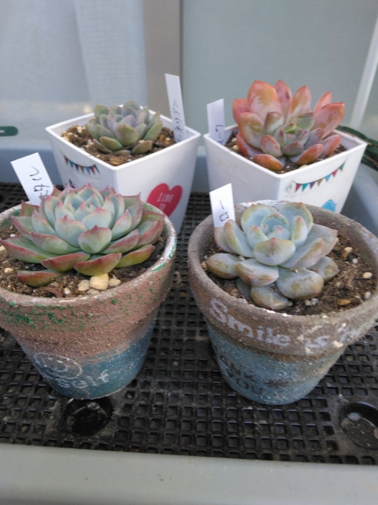 多肉植物 韓国苗3個セット 届いてからのお楽しみ韓国苗福袋