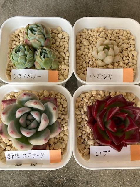 多肉植物 韓国苗3個セット 届いてからのお楽しみ韓国苗福袋 エケベリア