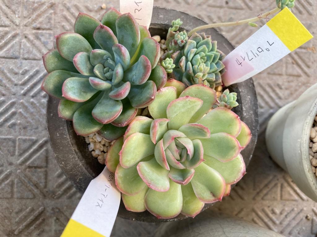 【本日まで】9種類 115苗 多肉植物 エケベリア 韓国苗 エケベリア韓国苗：カット苗 7株セット の通販 | 園芸ネット